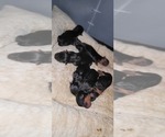 Small #344 Breeder Profile image