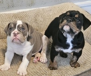 Bulldog Dog Breeder near LOUISVILLE, KY, USA