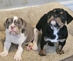 Small breeder photo