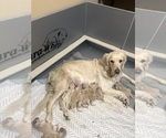 Small #1 Breeder Profile image