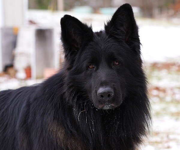 Medium Photo #1  Breeder Profile in HOWARD CITY, MI, USA