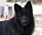 Small breeder photo