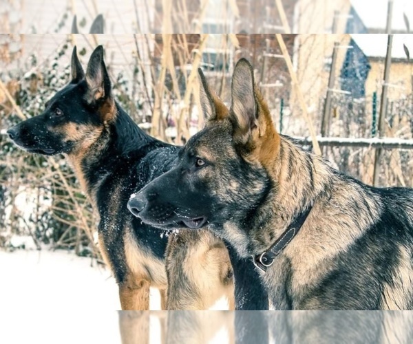 Medium Photo #1  Breeder Profile in CLARKSVILLE, IN, USA