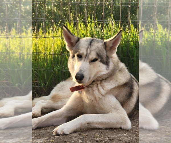 Medium Photo #1  Breeder Profile in SPG VALLEY LK, CA, USA