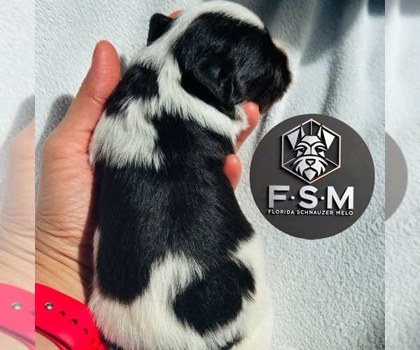 Medium Photo #9  Breeder Profile in KISSIMMEE, FL, USA