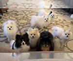 Small #32 Breeder Profile image