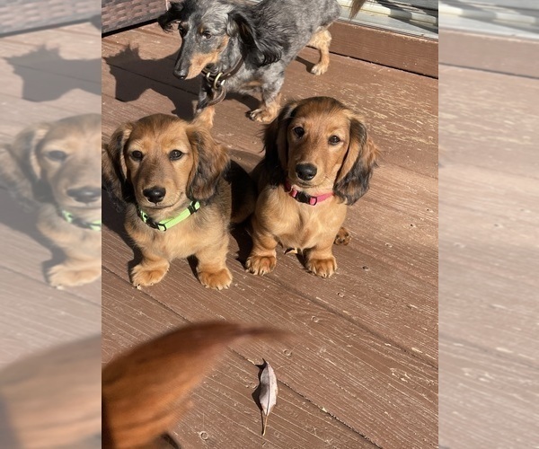 Medium Photo #19  Breeder Profile in LANEXA, VA, USA