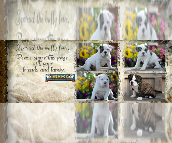Medium Photo #1  Breeder Profile in POTLATCH, ID, USA