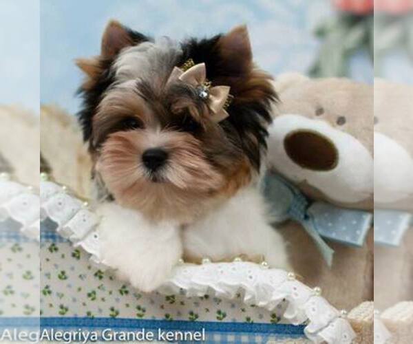 Medium Photo #1  Breeder Profile in CULLOWHEE, NC, USA