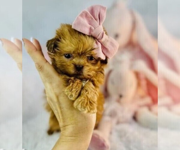 Medium Photo #27  Breeder Profile in PEMBROKE PINES, FL, USA