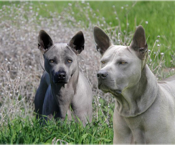 Medium Photo #1  Breeder Profile in WHITESBORO, TX, USA