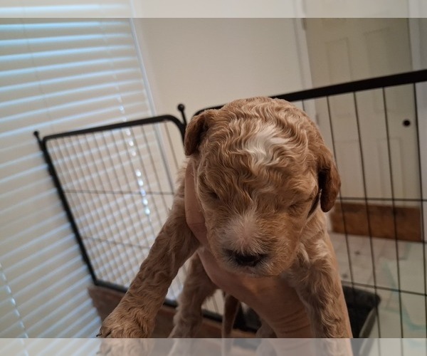 Medium Photo #92  Breeder Profile in GASTONIA, NC, USA