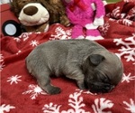 Small breeder photo