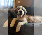 Small #9 Breeder Profile image