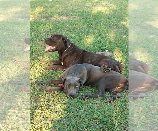 Medium Photo #1  Breeder Profile in PIGGOTT, AR, USA