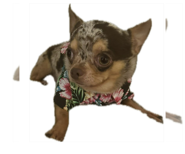 Medium Photo #1  Breeder Profile in CHARLOTTE, NC, USA