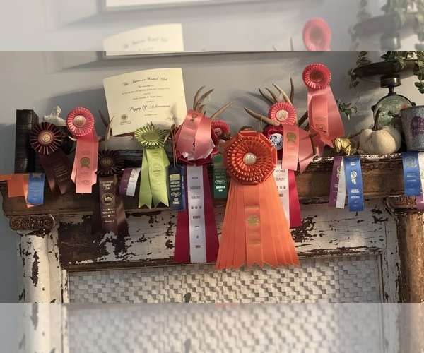 Medium Photo #12  Breeder Profile in NOLENSVILLE, TN, USA