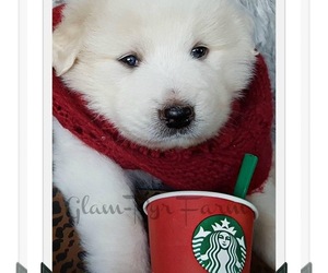 Great Pyrenees Dog Breeder near JUNCTION CITY, OR, USA