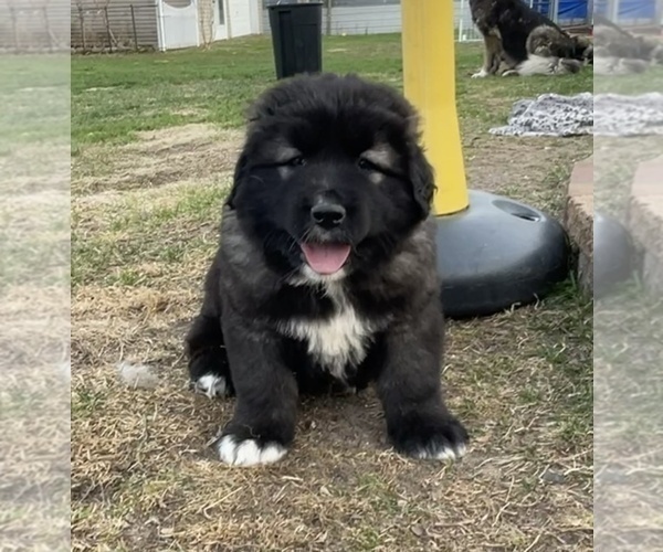 Medium Photo #31  Breeder Profile in TWINING, MI, USA