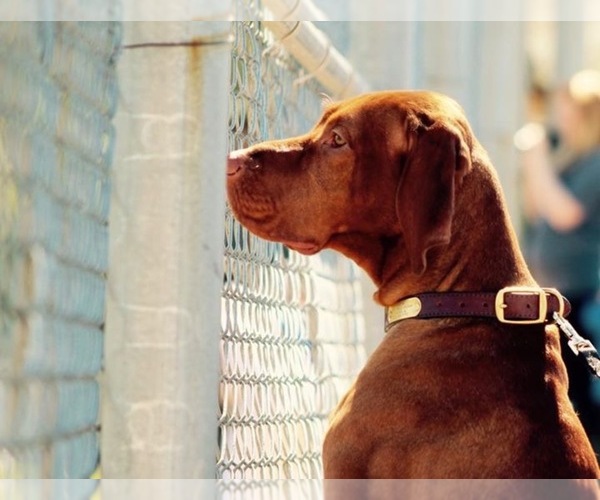 Medium Photo #1  Breeder Profile in CHELSEA, AL, USA