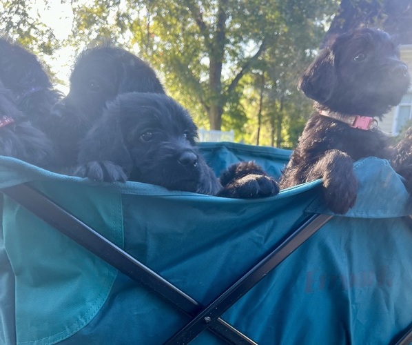 Medium Photo #11  Breeder Profile in WAVERLY, VA, USA