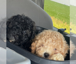 Small #3 Breeder Profile image