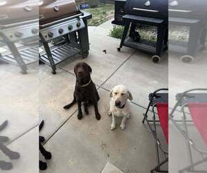 Labrador Retriever Dog Breeder near GILLETTE, WY, USA