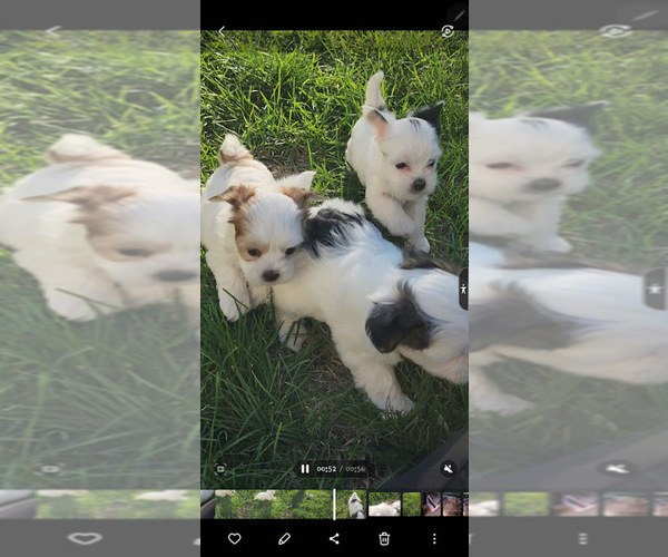 Medium Photo #22  Breeder Profile in FARMINGTON, MN, USA