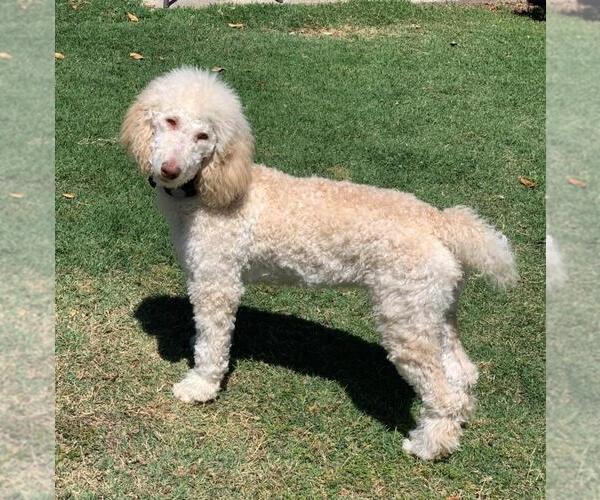 Medium Photo #1  Breeder Profile in FRESNO, CA, USA