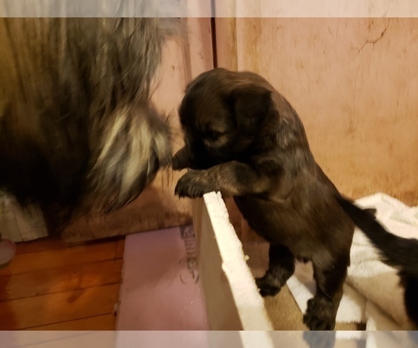 Medium Photo #21  Breeder Profile in SMALLWOOD, NY, USA