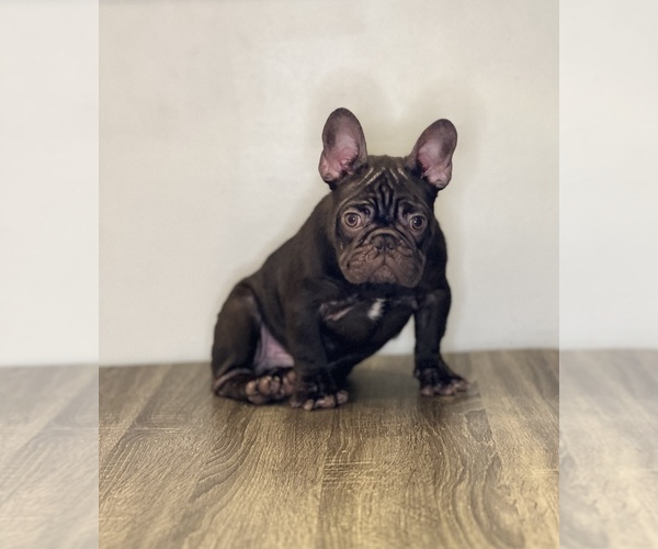 Medium Photo #1  Breeder Profile in LONG BEACH, NY, USA