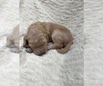 Small #5 Breeder Profile image