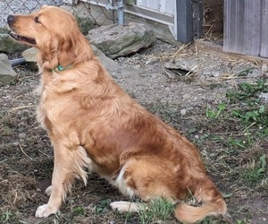 Golden Retriever Dog Breeder near MILLERSBURG, OH, USA