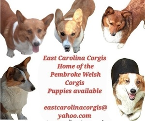 Pembroke Welsh Corgi Dog Breeder near BEULAVILLE, NC, USA