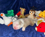 Small #2 Breeder Profile image