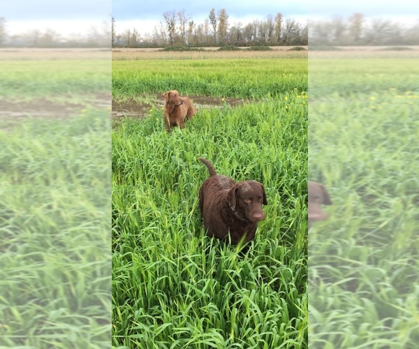 Medium Photo #1  Breeder Profile in GRESHAM, OR, USA