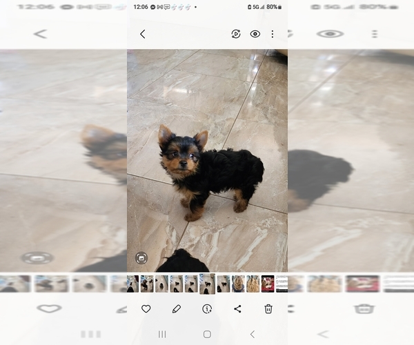 Medium Photo #1  Breeder Profile in ORLANDO, FL, USA