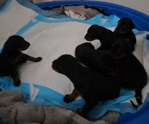 Medium Photo #10  Breeder Profile in PHOENIX, AZ, USA
