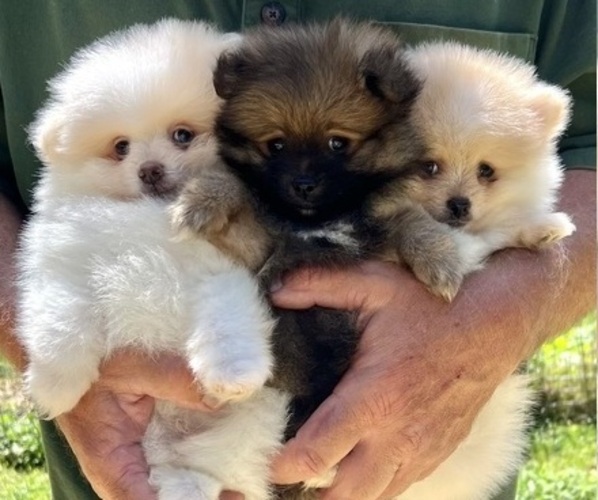 Medium Photo #1  Breeder Profile in RED HOUSE, WV, USA