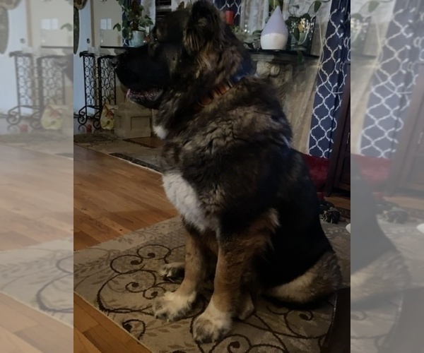 Medium Photo #20  Breeder Profile in TWINING, MI, USA