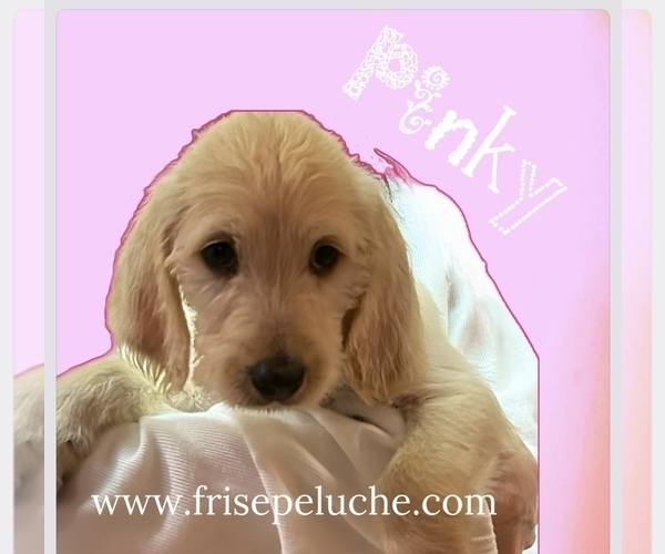 Medium Photo #13  Breeder Profile in CLEVELAND, OH, USA