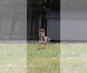 Main photo of German Shepherd Dog Dog Breeder near SPARTANBURG, SC, USA