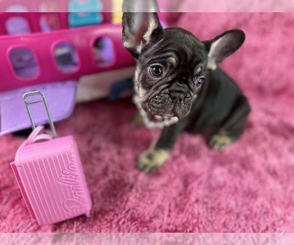 Medium Photo #6  Breeder Profile in JEFFERSONVILLE, IN, USA