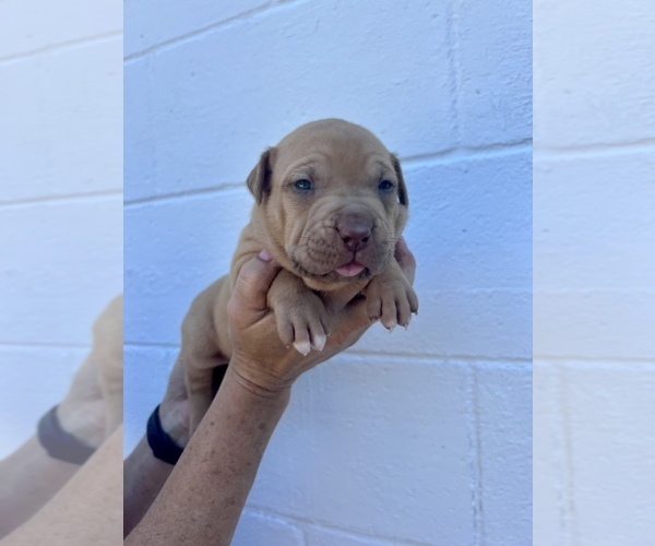 Medium Photo #7  Breeder Profile in GOSHEN, KY, USA