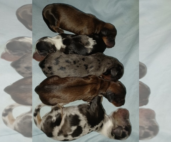 Medium Photo #1  Breeder Profile in WEST PLAINS, MO, USA