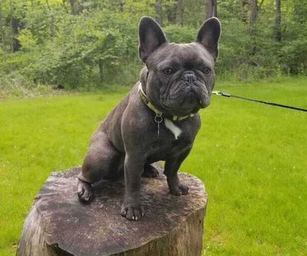 Medium Photo #1  Breeder Profile in FORT MYERS, FL, USA
