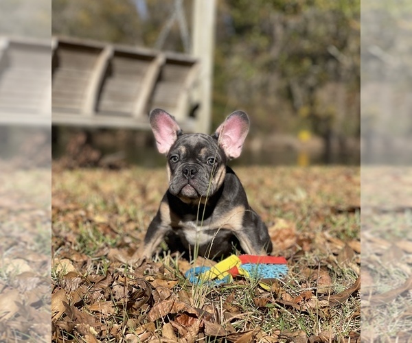 Medium Photo #1  Breeder Profile in DENVER, NC, USA