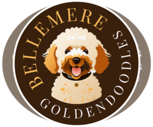 Goldendoodle Dog Breeder in NASHVILLE,  USA