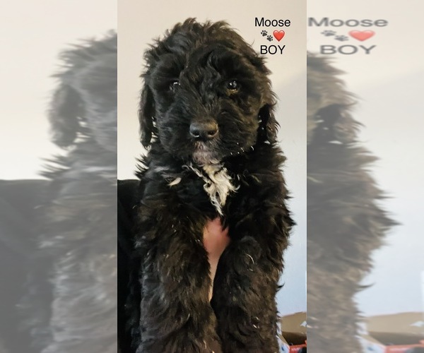 Medium Photo #8  Breeder Profile in VISALIA, CA, USA