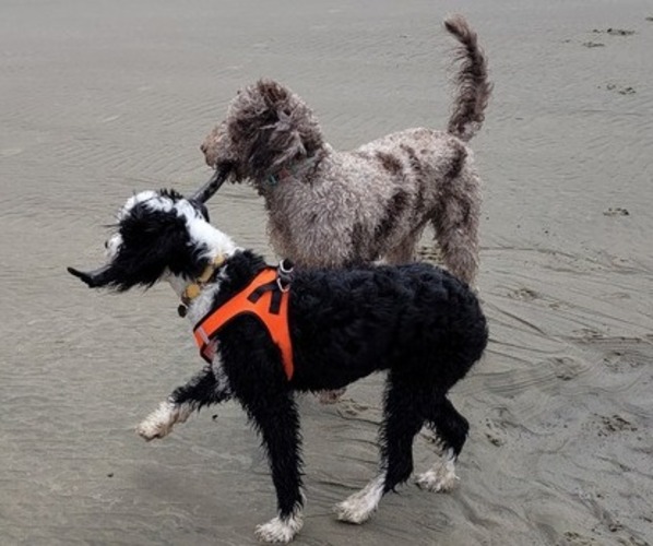Medium Photo #33  Breeder Profile in PASCO, WA, USA